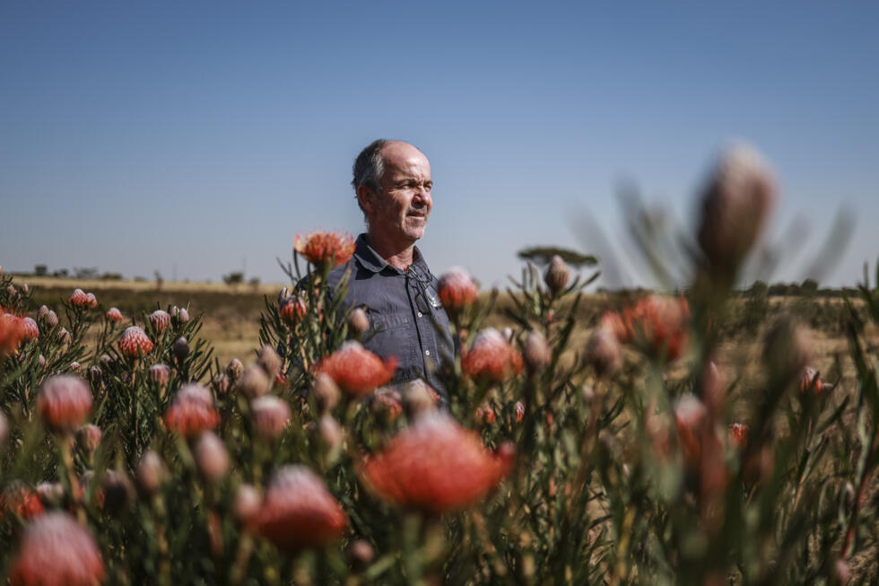 South Africa’s King Protea Thrives on Northern Farm Despite Climate Threats