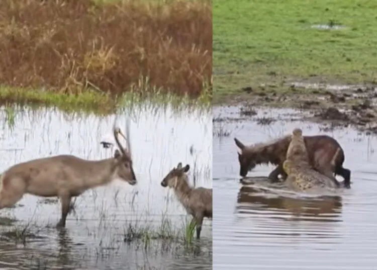 Heartless Buck Throws Baby Animal Back to Crocodile in Rare Wild Encounter